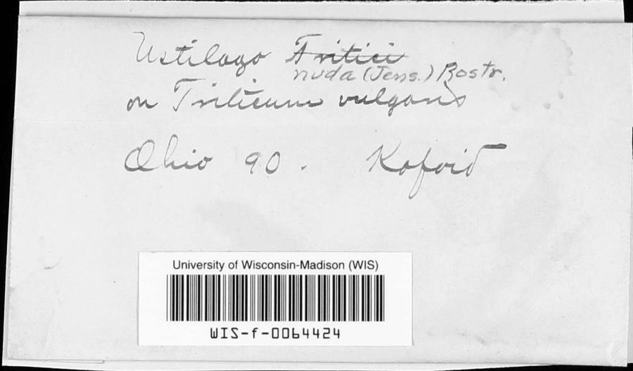 Specimen of Ustilago nuda (C.N.Jensen) Kellerm. & Swingle