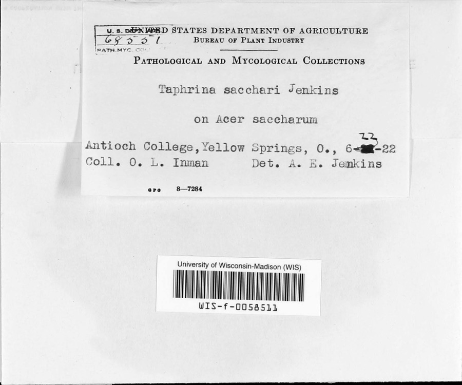 Specimen of Taphrina sacchari Jenkins