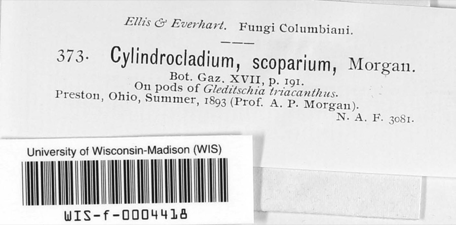 Specimen of Cylindrocladium scoparium Morgan