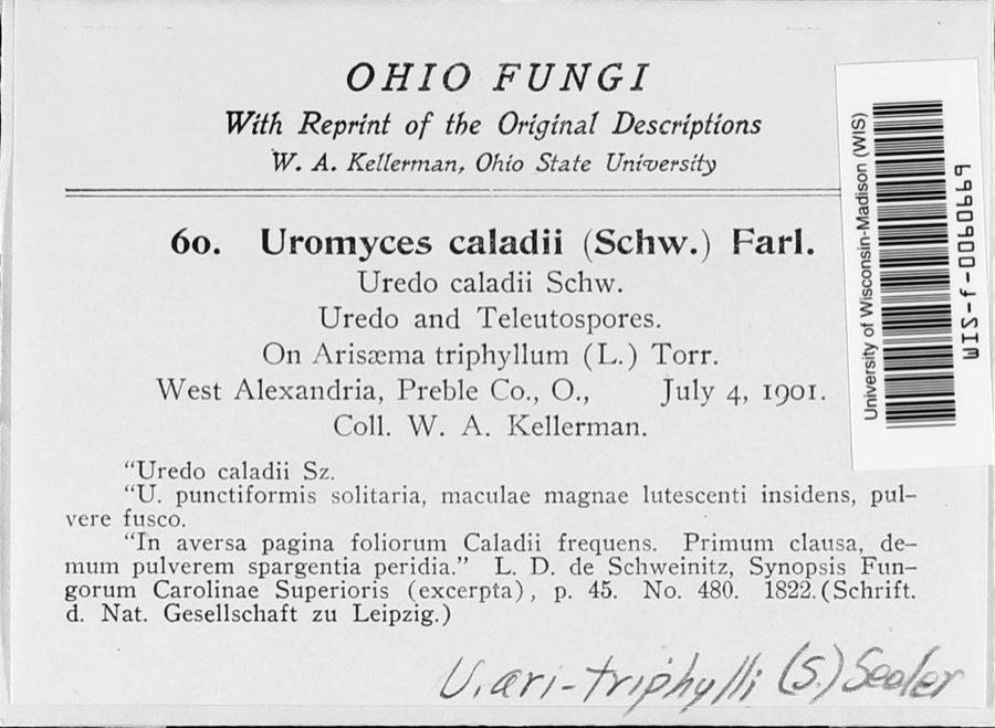 Specimen of Uromyces ari-triphylli (Schwein.) Seeler