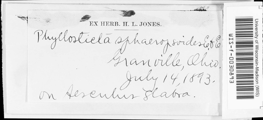 Specimen of Phyllosticta sphaeropsoidea Ellis & Everh.