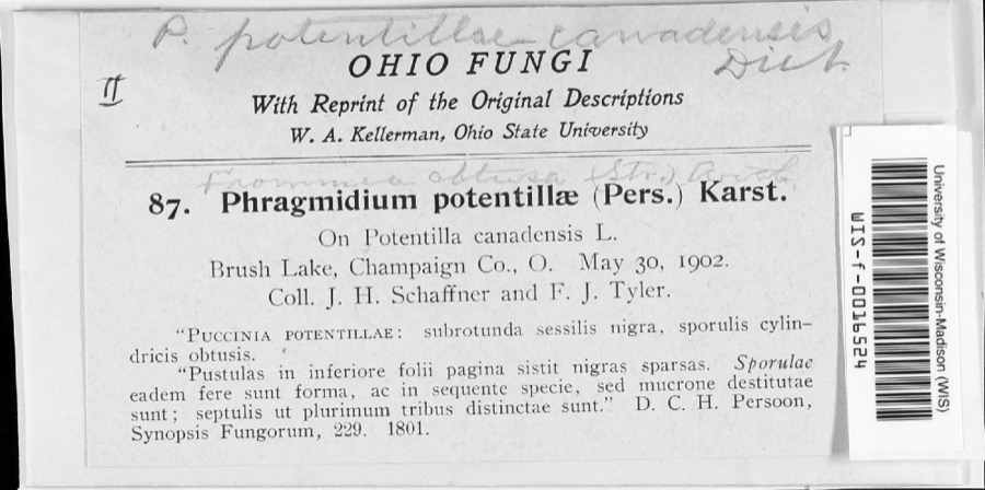 Specimen of Frommea obtusa (F.Strauss) Arthur
