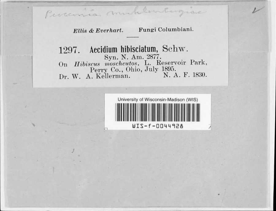 Specimen of Puccinia schedonnardi Kellerm. & Swingle