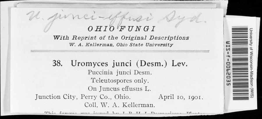 Specimen of Uromyces junci-effusi P.Syd. & Syd.