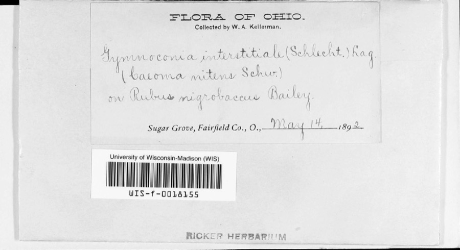 Specimen of Gymnoconia peckiana (Howe) Trotter