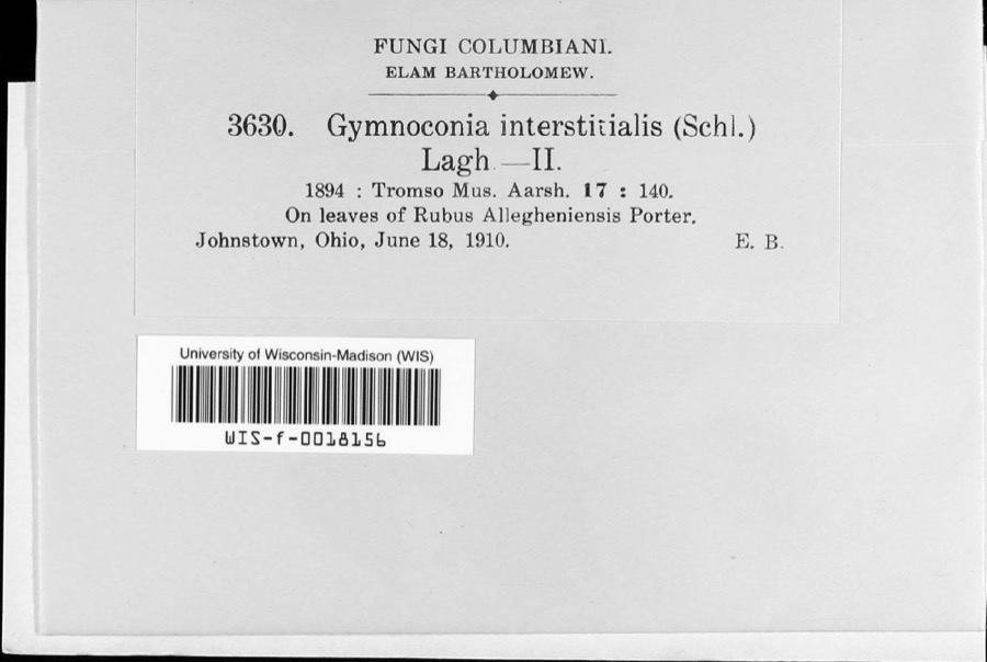 Specimen of Gymnoconia peckiana (Howe) Trotter