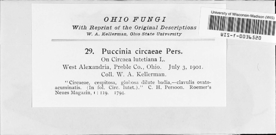 Specimen of Puccinia circaeae Pers.