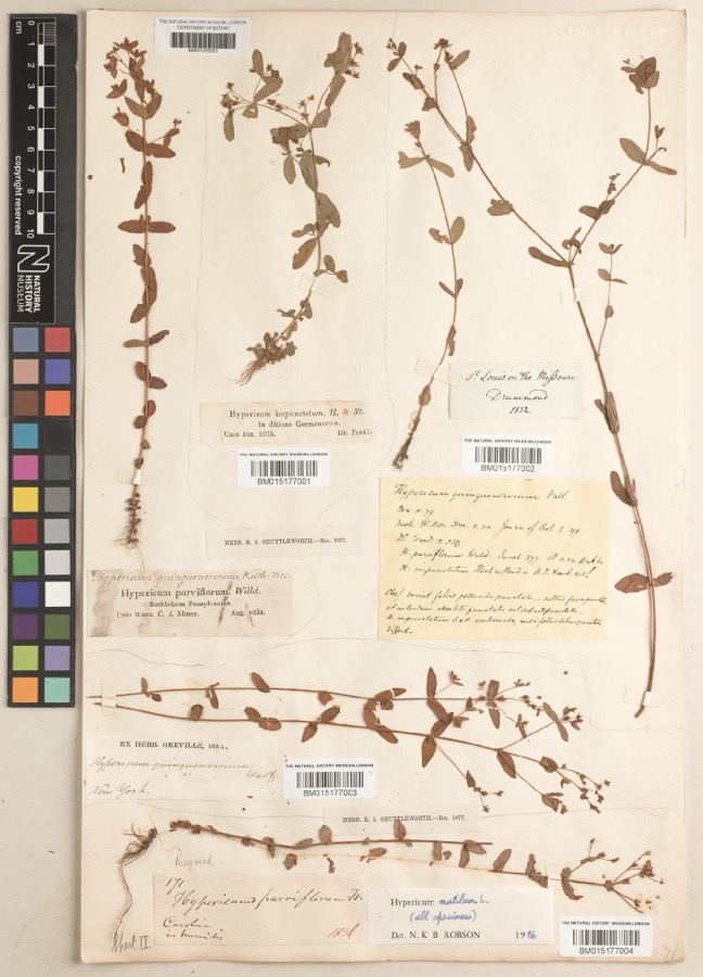 Specimen of Hypericum mutilum subsp. mutilum