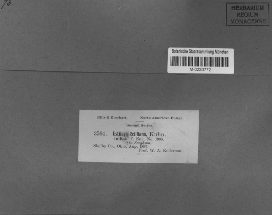 Specimen of Sphacelotheca reiliana (J.G.Kühn) G.P.Clinton