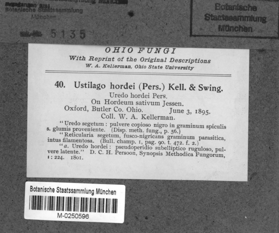 Specimen of Ustilago hordei (Pers.) Lagerh.