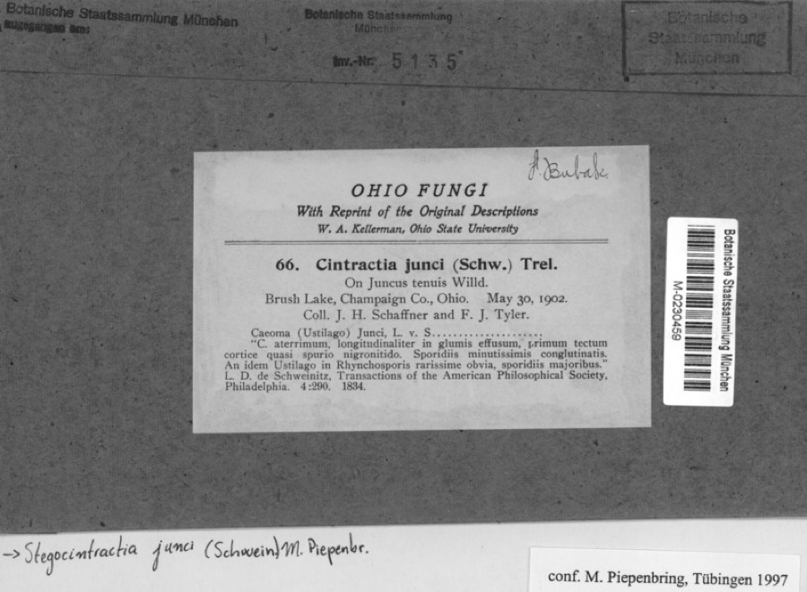 Specimen of Juncus tenuis Willd.