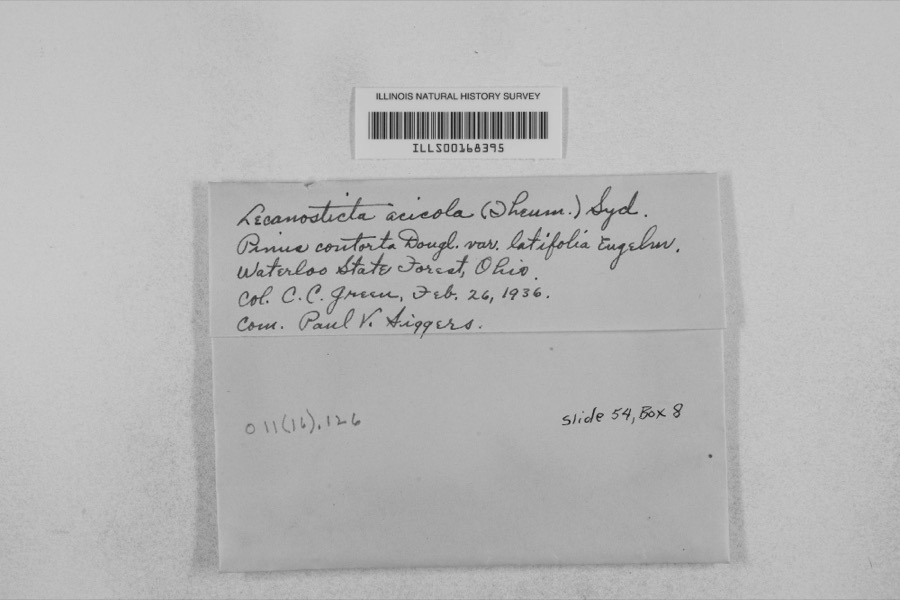 Specimen of Mycosphaerella dearnessii M.E.Barr