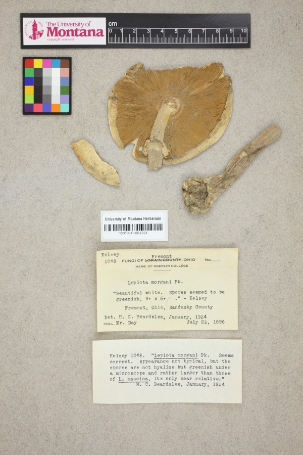 Specimen of Lepiota morganii (Peck) Sacc.