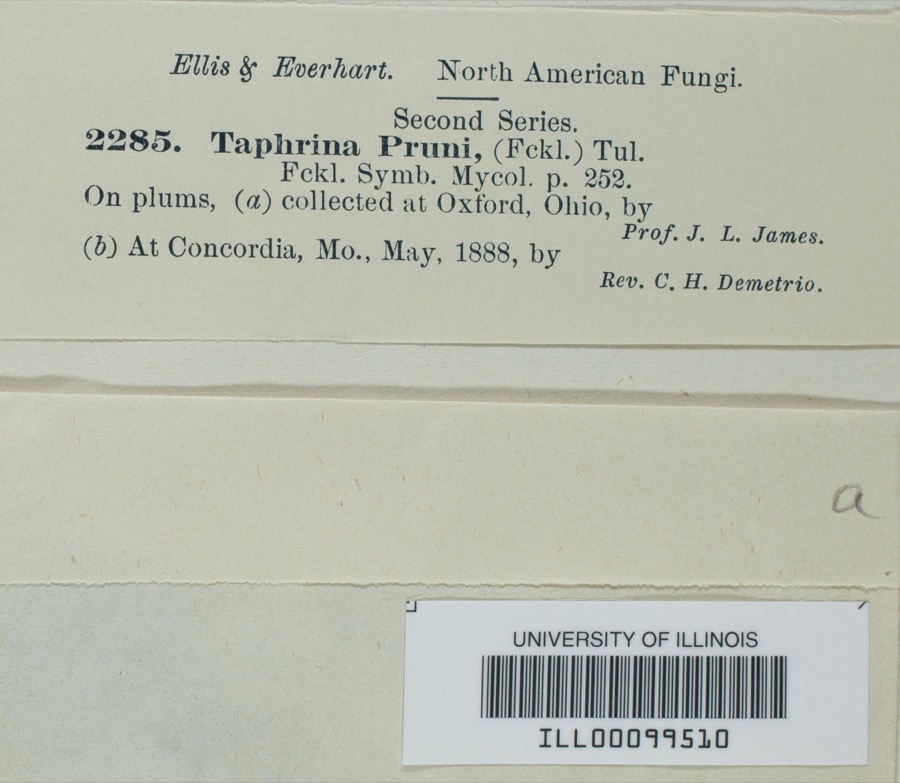 Specimen of Taphrina pruni (Fuckel) Tul.