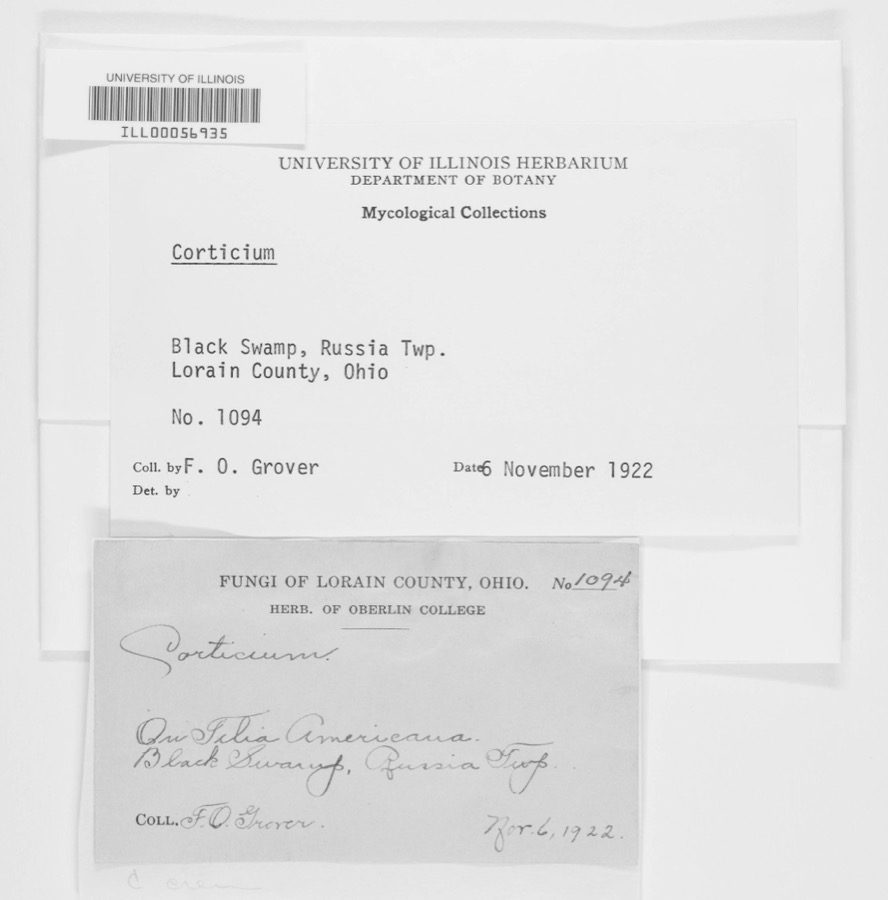 Specimen of Corticium Pers., 1794