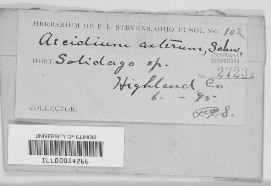 Specimen of Aecidium asterum Schwein.