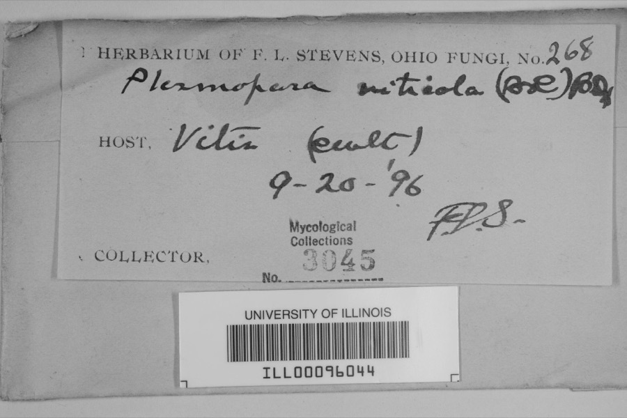 Specimen of Plasmopara viticola (Berk. & M.A.Curtis) Berl. & De Toni