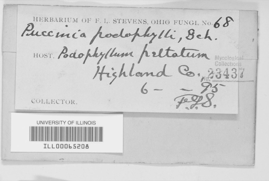 Specimen of Puccinia podophylli Schwein.