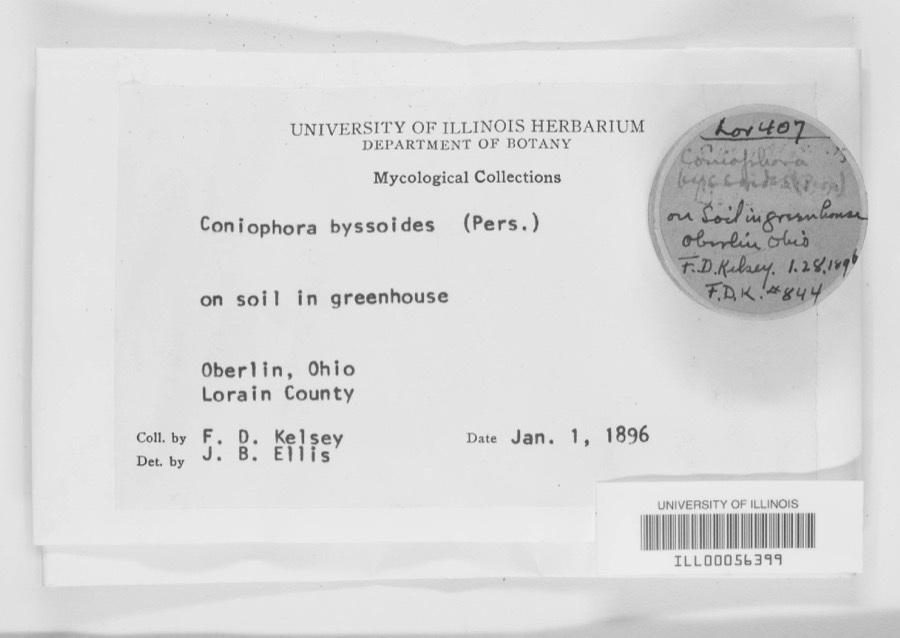 Specimen of Coniophora byssoides (Pers.) P.Karst.