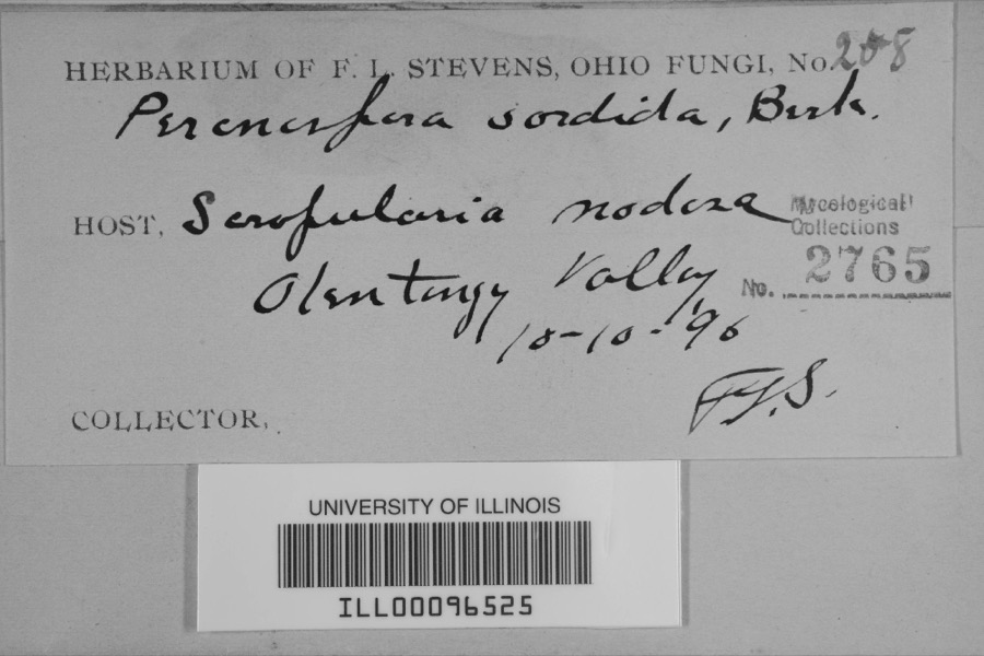 Specimen of Peronospora sordida Berk. & Broome