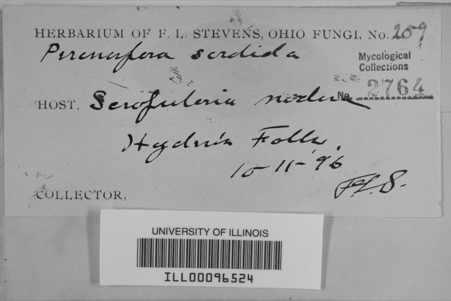 Specimen of Peronospora sordida Berk. & Broome