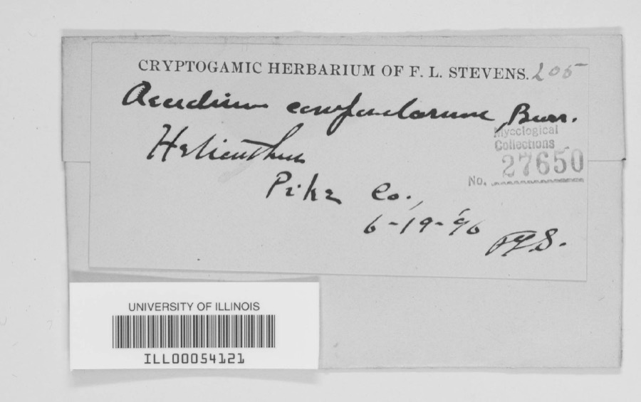 Specimen of Aecidium compositarum Rabenh.