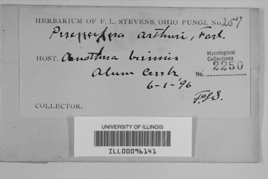 Specimen of Peronospora arthurii Farl.