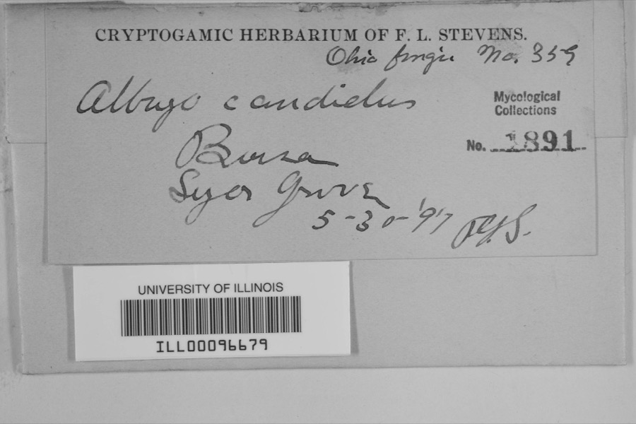 Specimen of Albugo candida (Pers. ex J.F.Gmel.) Roussel