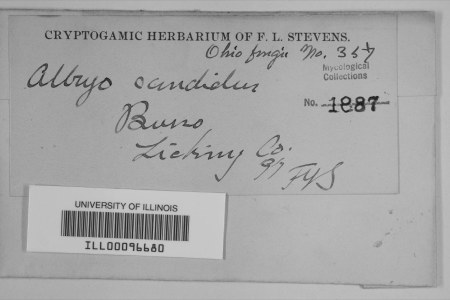 Specimen of Albugo candida (Pers. ex J.F.Gmel.) Roussel