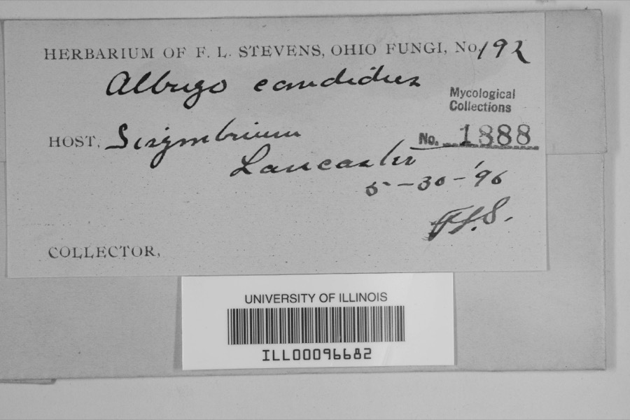 Specimen of Albugo candida (Pers. ex J.F.Gmel.) Roussel
