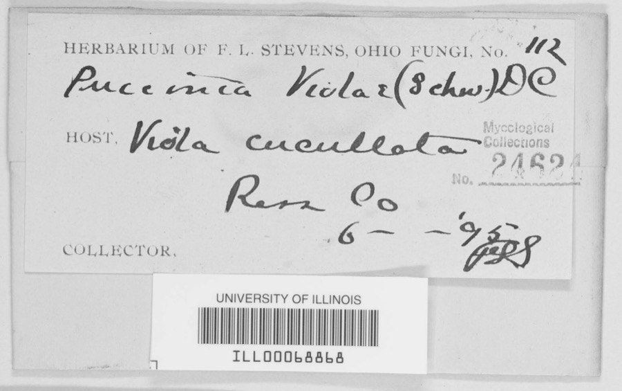 Specimen of Puccinia violae (Schumach.) DC.