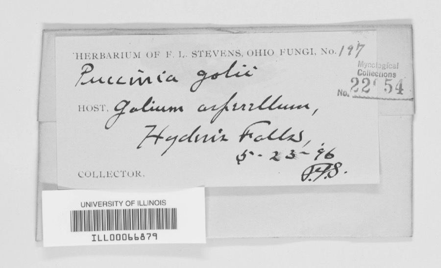 Specimen of Puccinia galii (Pers.) Schwein.