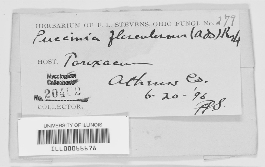 Specimen of Puccinia flosculosorum Röhl., 1813