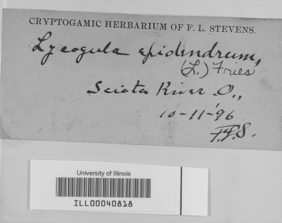 Specimen of Lycogala epidendrum (L.) Fr., 1829