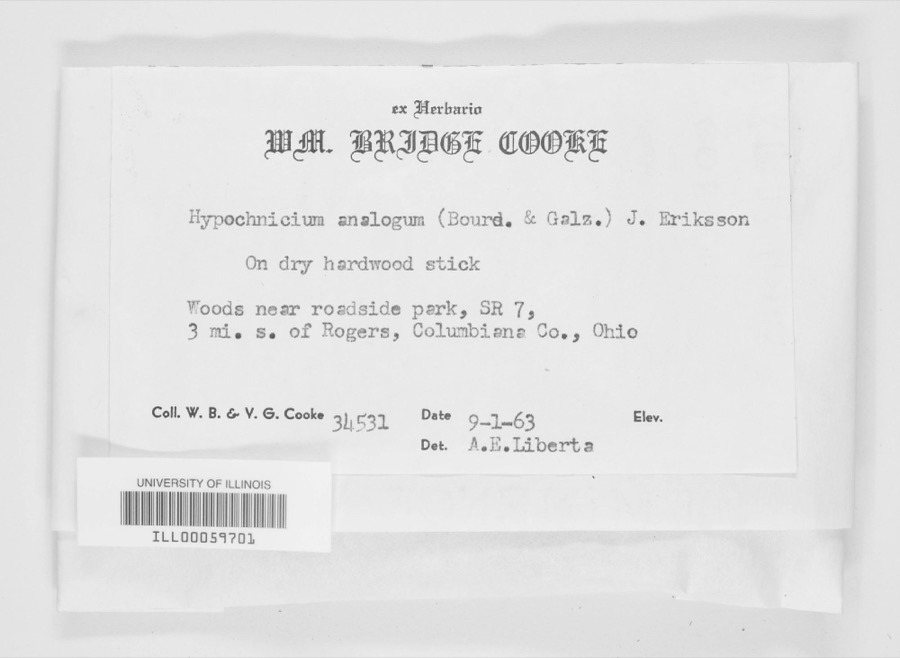 Specimen of Hypochnicium analogum (Bourdot & Galzin) J.Erikss.