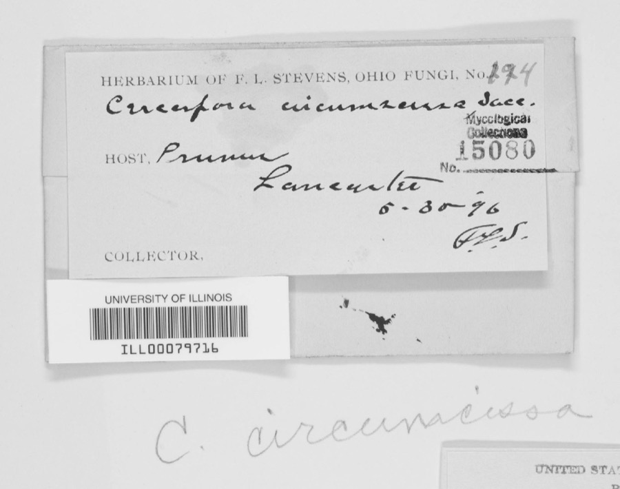 Specimen of Cercospora circumscissa Sacc.