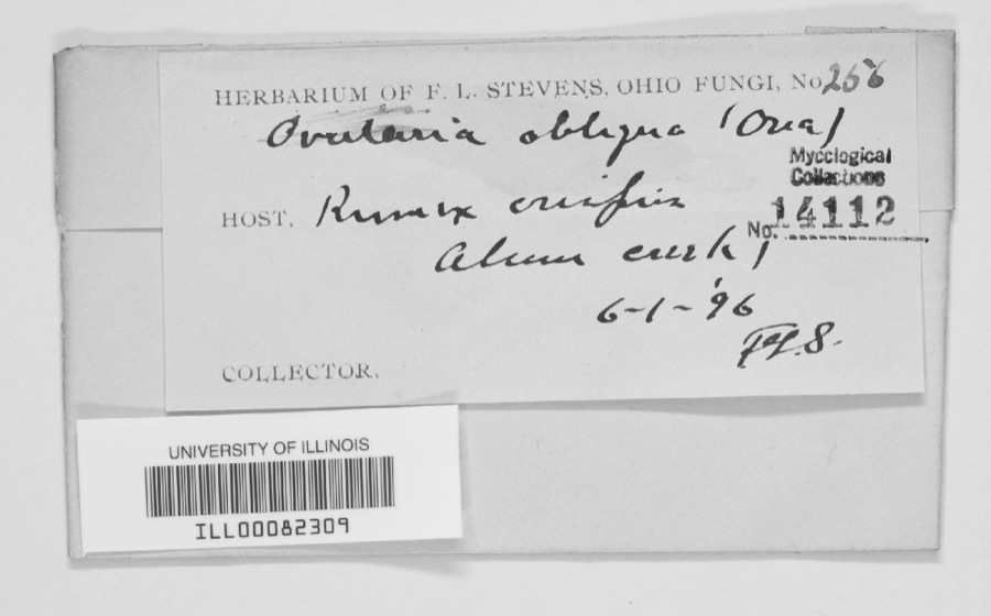 Specimen of Ovularia obliqua (Cooke) Oudem.