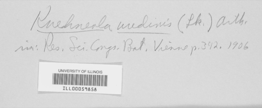 Specimen of Kuehneola uredinis (Link) Arthur