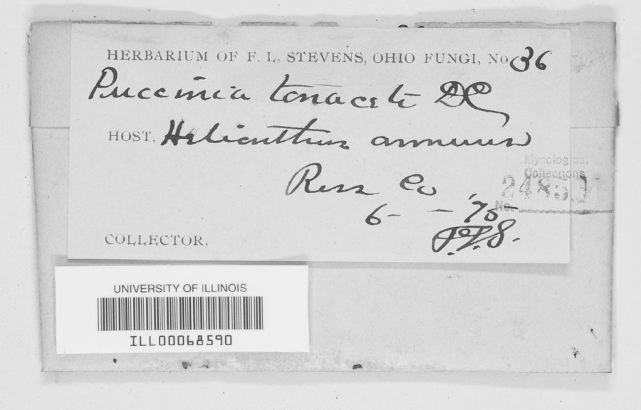 Specimen of Puccinia tanaceti DC.
