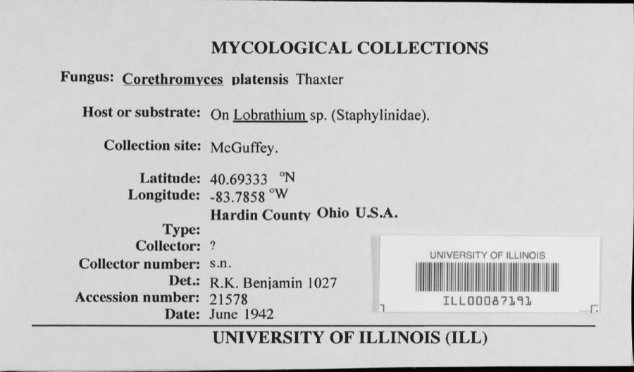 Specimen of Corethromyces platensis Thaxt.