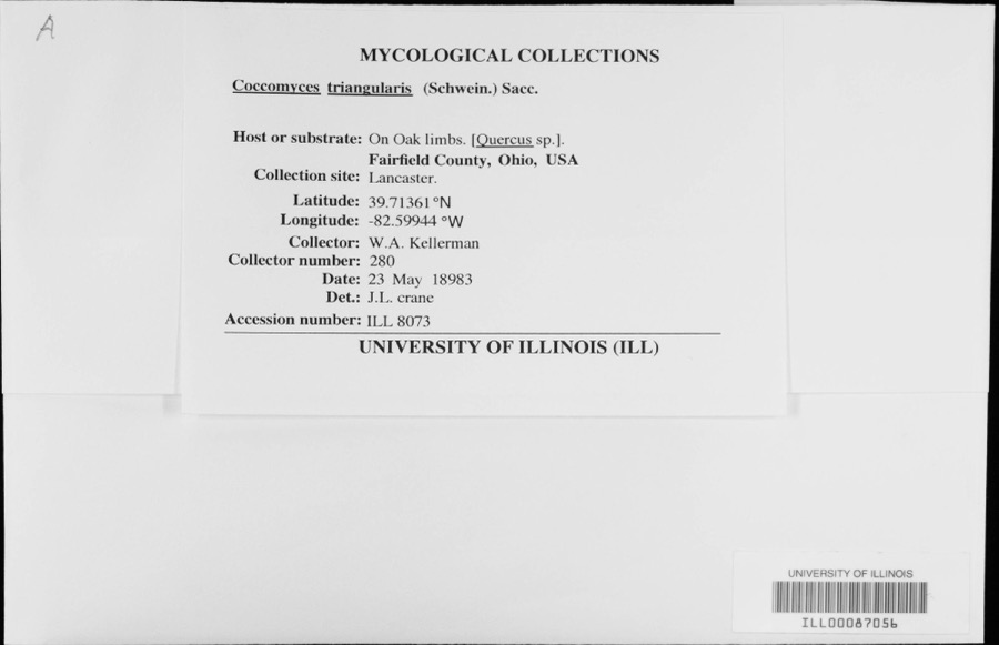 Specimen of Coccomyces triangularis (Schwein.) Sacc.