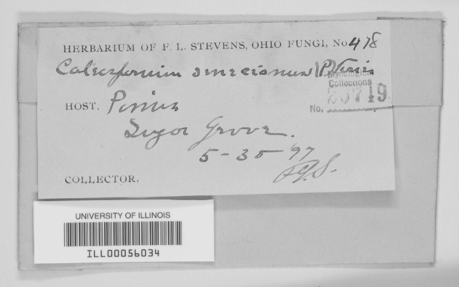 Specimen of 