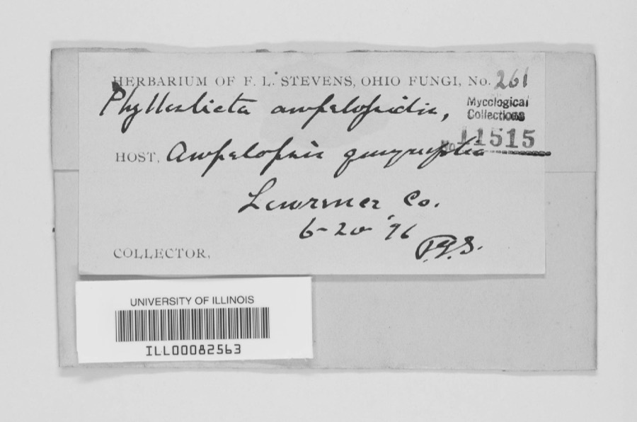 Specimen of Phyllosticta Pers., 1818