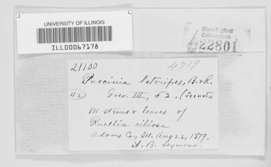 Specimen of Puccinia lateripes Berk. & Ravenel