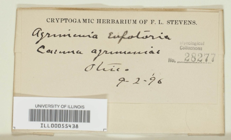Specimen of Caeoma agrimoniae Schwein.