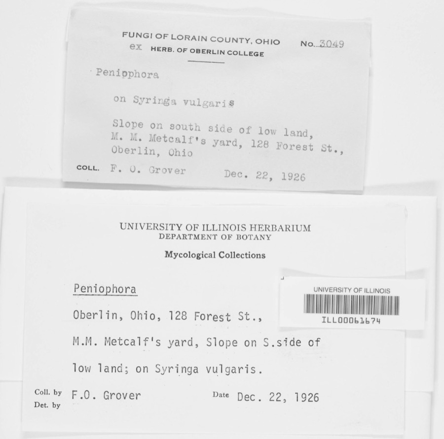 Specimen of Peniophora Cooke, 1879