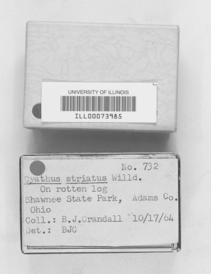 Specimen of Cyathus striatus Willd.