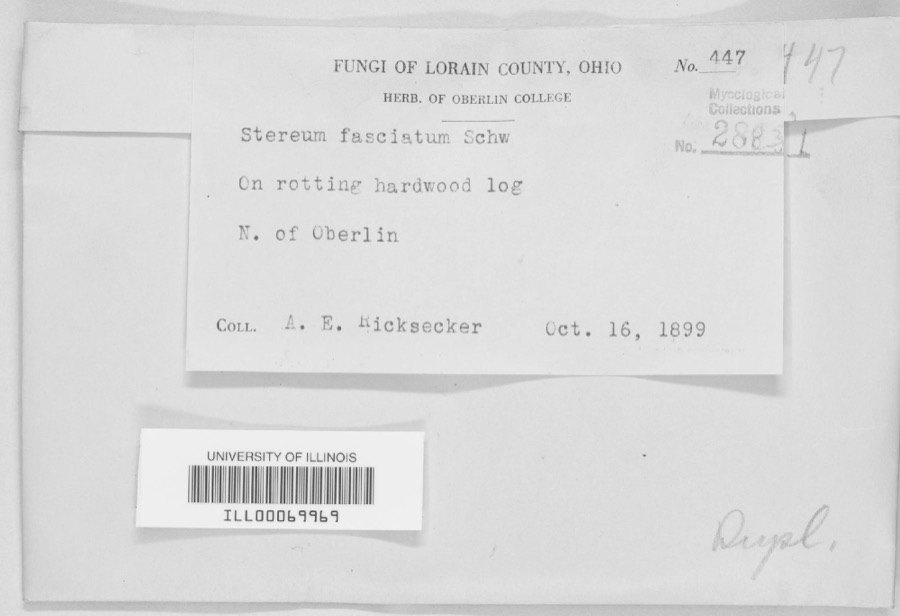 Specimen of Stereum fasciatum (Schwein.) Fr.