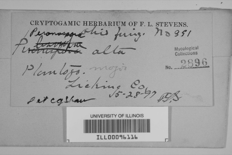 Specimen of Peronospora alta Fuckel