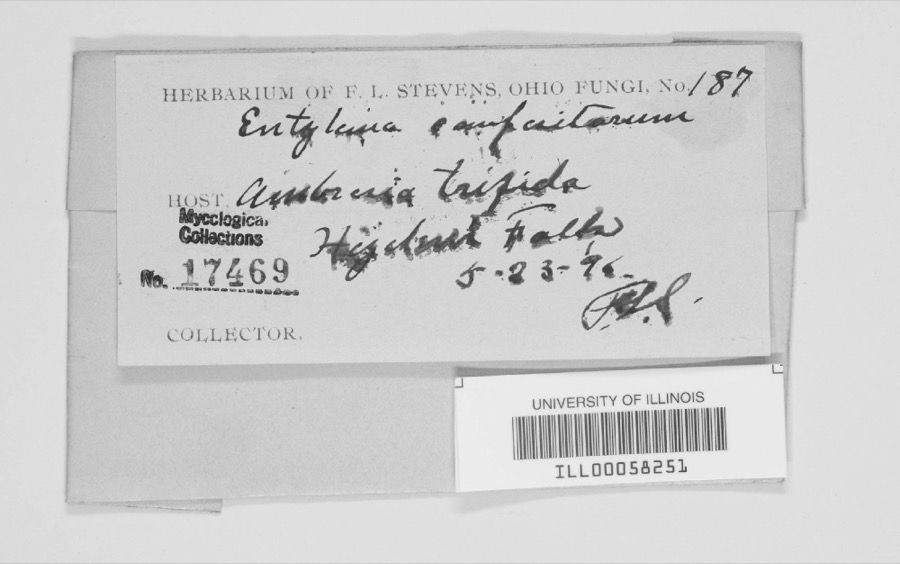 Specimen of Entyloma compositarum Farl.